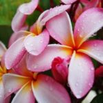1030 Плюмерія — ніжне прикраса вашого саду