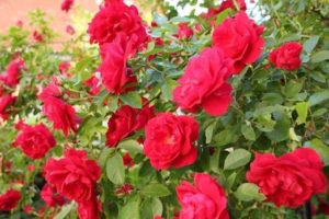 1523 В'юнка троянда — королева вашого саду
