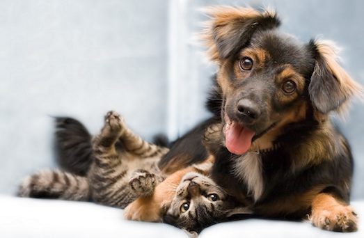2673 Симптоми авитоминоза у кішок і собак