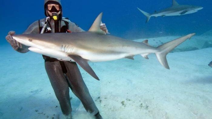 5704 Рифовая акула опасна ли для человека, акулы страшные