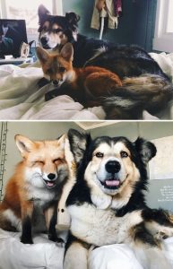6338 30 трогательных фото «До и После» животных, которые выросли вместе
