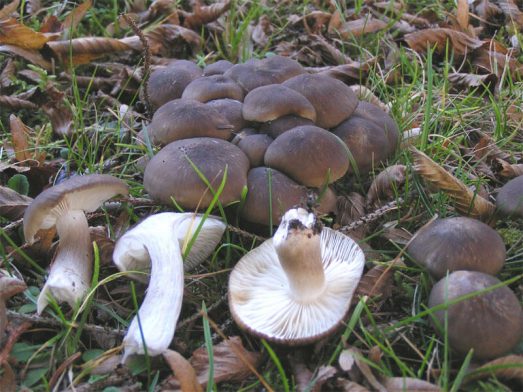 6374 Как научиться собирать грибы в лесу