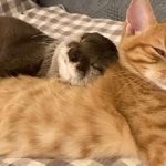 6296 Трогательное видео: выдра и кошка сладко спят в обнимку.