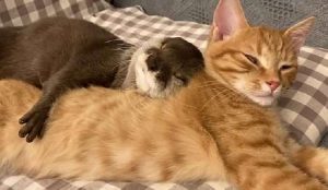 6296 Трогательное видео: выдра и кошка сладко спят в обнимку.