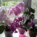 7351 Как добиться цветения орхидеи